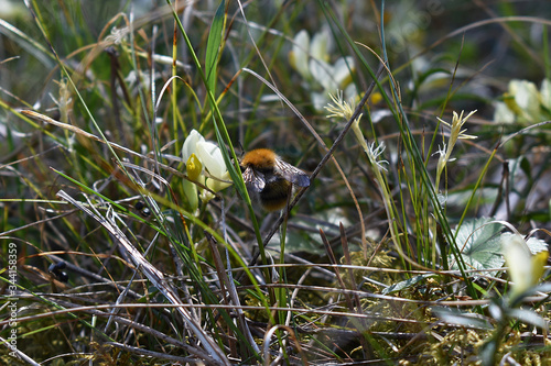Baumhummel, Bombus hypnorum, auf Polygala chamaebuxus photo