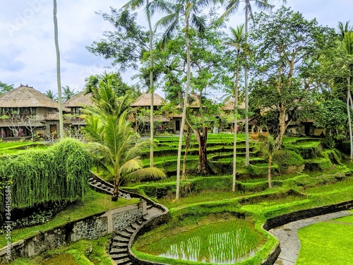 rice terraces bali indonesia