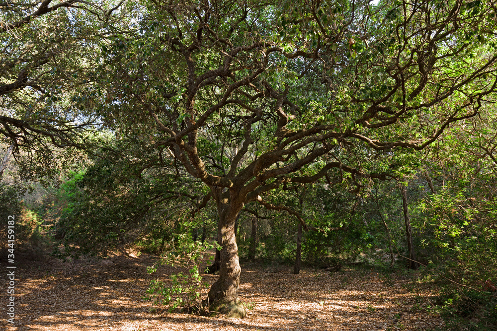 Panoramic view of some trees in the vegetation on the island of Menorca in Spain. Panoramic view of some trees in the vegetation on the island of Menorca in Spain.