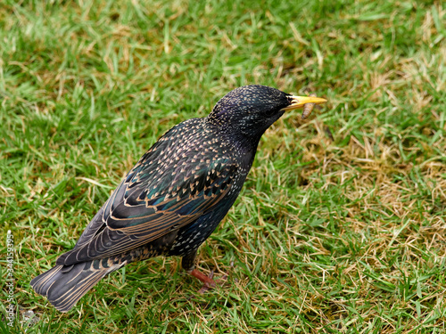 Foto A starling (Sturnus vulgaris) with a grub in its beak that it had just plucked f