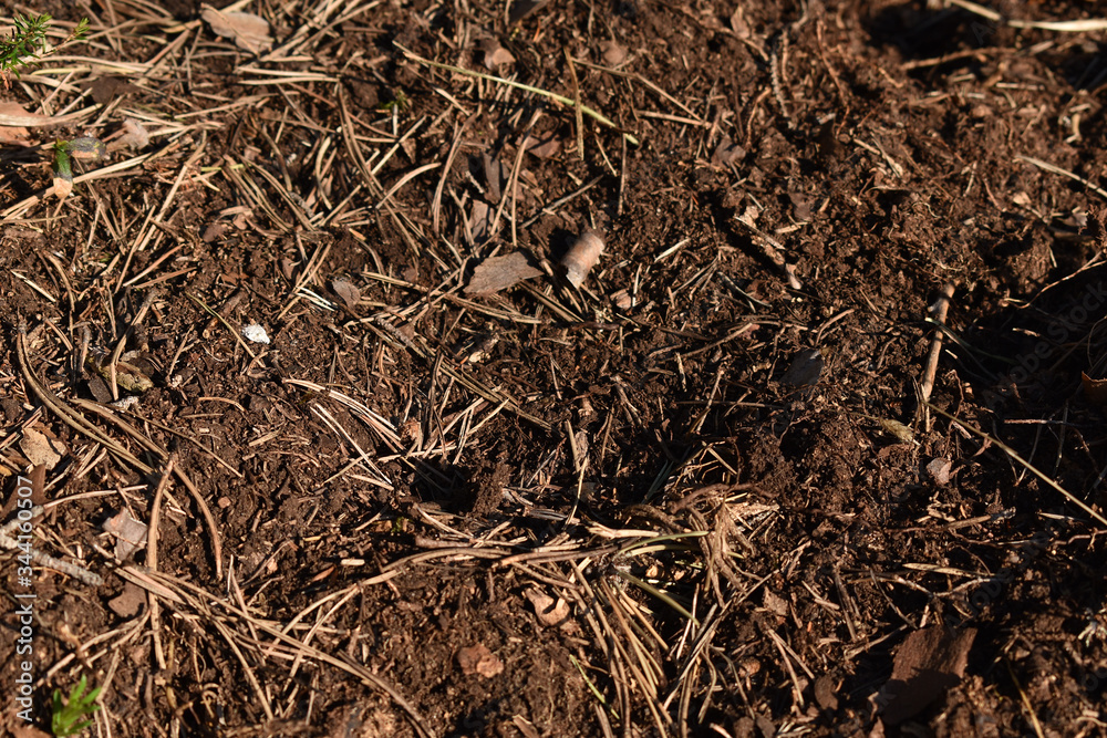Walderde mit Föhrennadeln, sehr trockene Erde, zu trockener Frühling Walderde mit Föhrennadeln, sehr trockene Erde, zu trockener Frühling