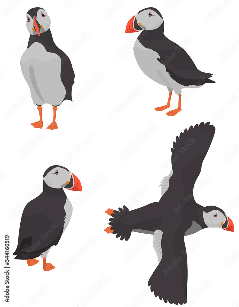 Fototapeta premium Atlantic puffin in different poses. Northern bird in cartoon style.