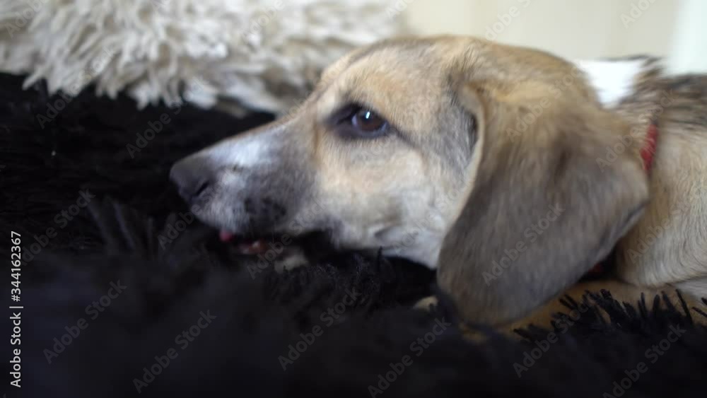 The dog is asleep. The puppy is resting on the bed. The dog is sleeping on the bed. The dog is dozing on a black blanket. Pets.