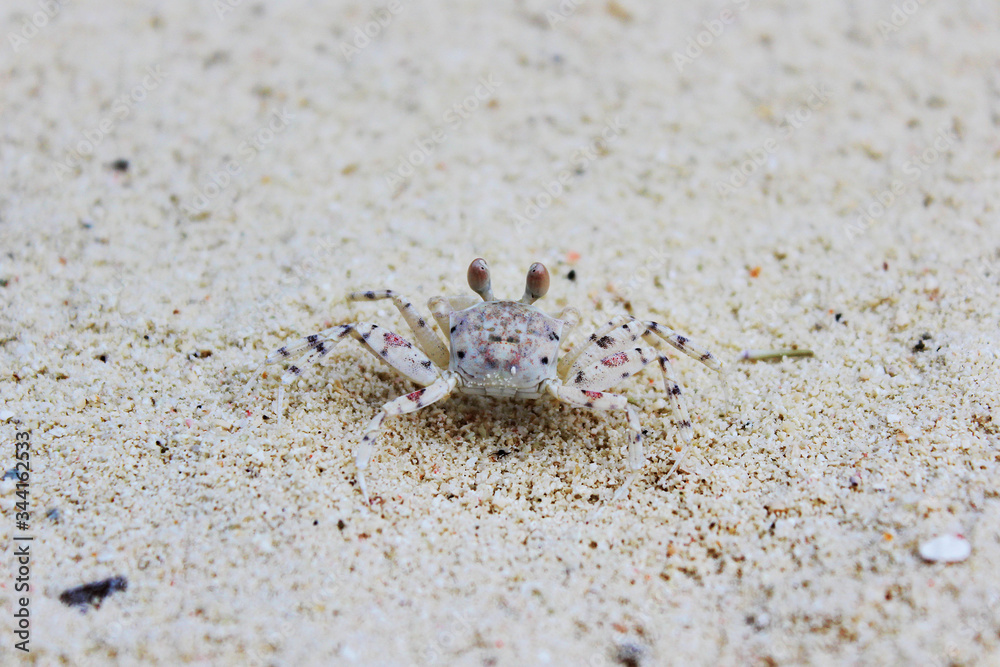 Closeup view of small crab on a white sandy beach on a sunny day in Maldives. Exotic nature. The concept of beach holidays on the islands Closeup view of small crab on a white sandy beach on a sunny day in Maldives. Exotic nature. The concept of beach holidays on the islands