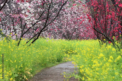 西川花公園 春の花に包まれる散策路（高知県）