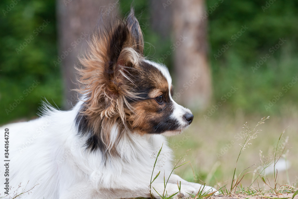 Dog breed papillon portrait on nature Dog breed papillon portrait on nature