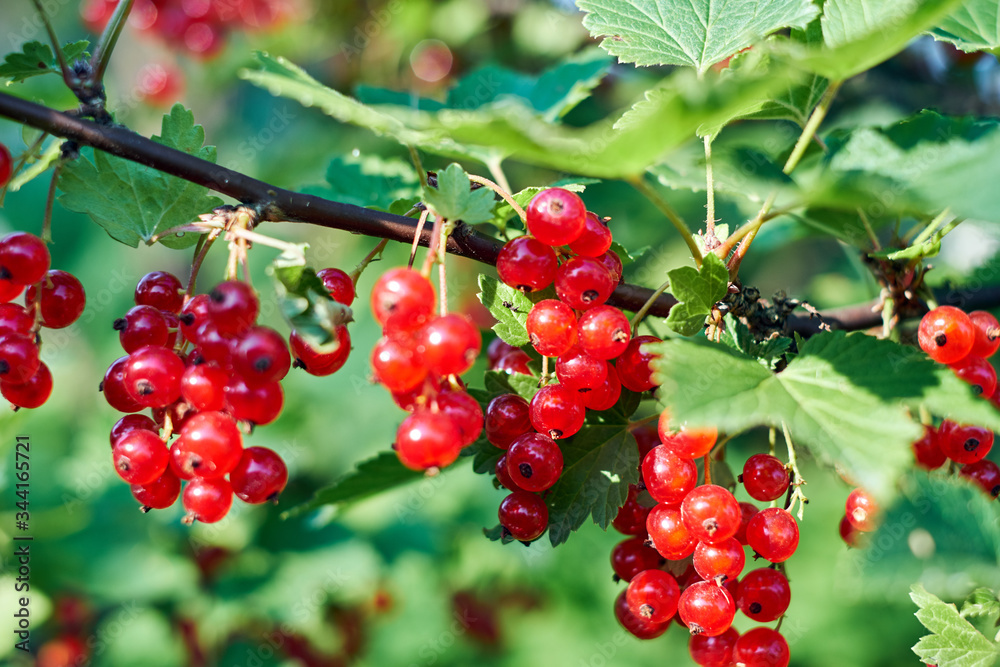 Foto de bayas de grosella roja crecen en un arbusto do Stock | Adobe Stock