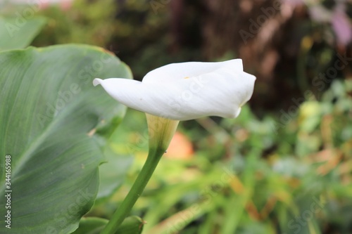 Fleur blanche d'Arum au printemps - Famille des Araceae - Ville de Corbas - Département du Rhône - France photo