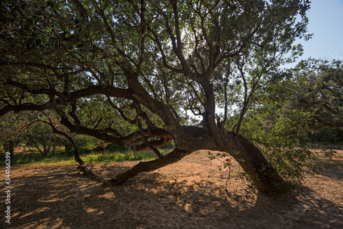 Panoramic view of some trees in the vegetation on the island of Menorca in Spain.