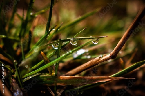 drops of dew on a grass