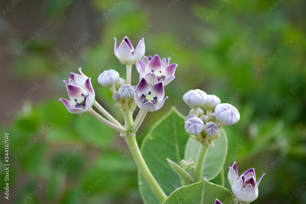 Crown flower (Calotropis gigantea) in the garden Crown flower (Calotropis gigantea) in the garden