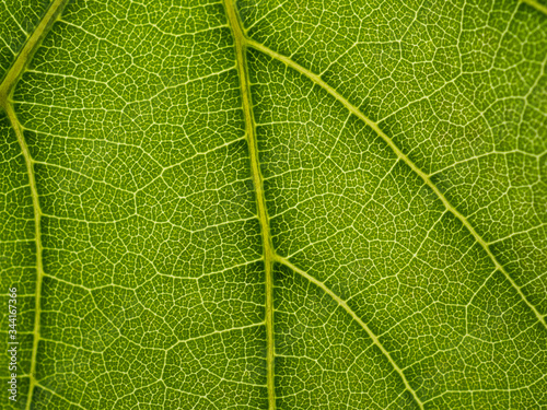 Photography Vine leaf close up. Detail of the leaf veins. Foreground.