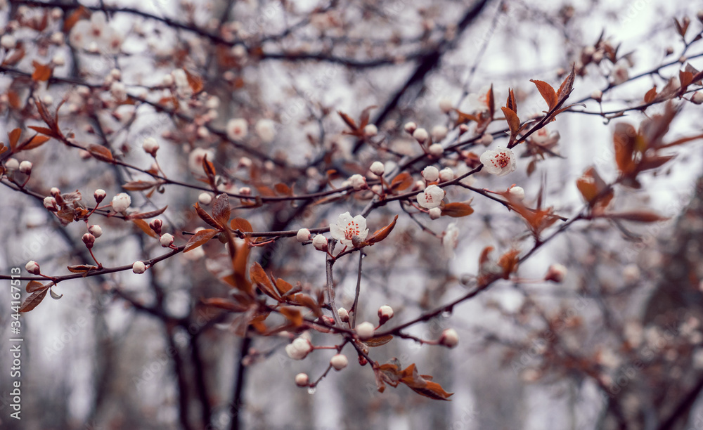 Trees are blossoming Trees are blossoming