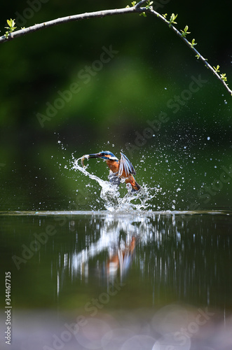 A common Indian kingfisher Iin Korea.  © Yeongsik Im