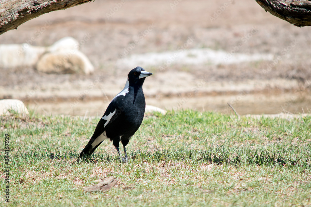 Fototapeta premium the magpie is on the ground looking for bugs to eat
