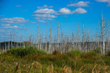 Birch grove in swamps, Russia