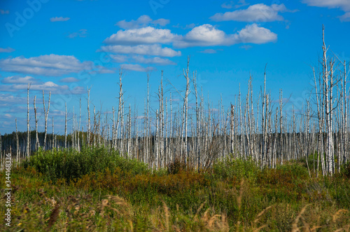 Birch grove in swamps, Russia
