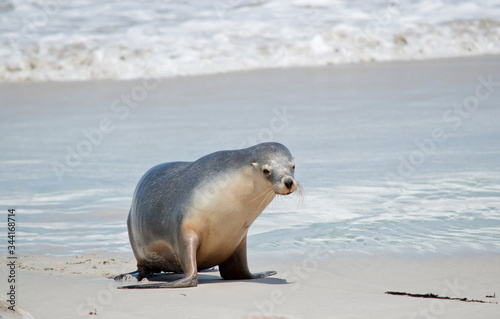 this is a female sea lion at Seal Bay