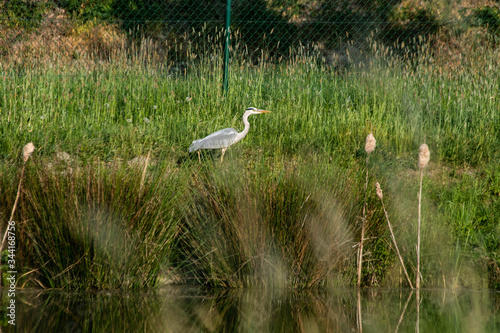 great white heron © Yarne