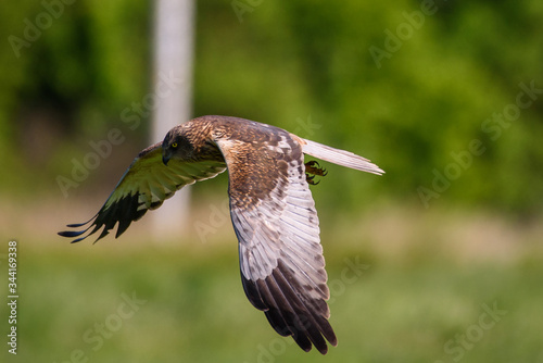Western marsh harrier, Circus aeruginosus bird flying above field. Spring time.