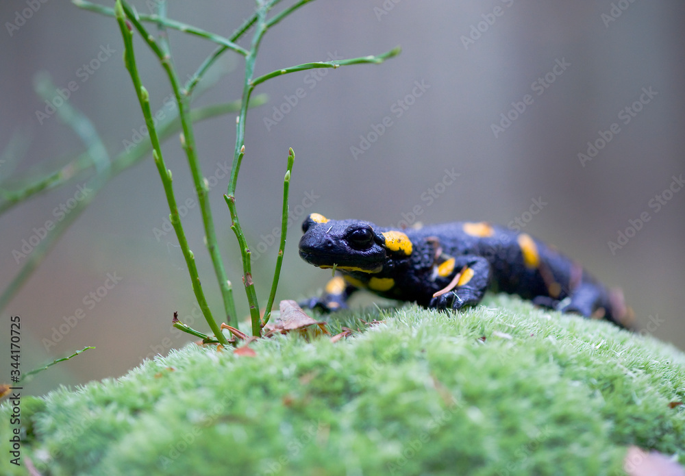 Fototapeta premium Fire salamander on mossy stone