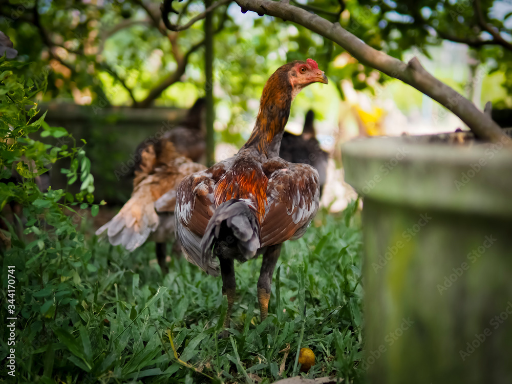 Fototapeta premium Chicken on the farm. Colorful rooster on green nature background