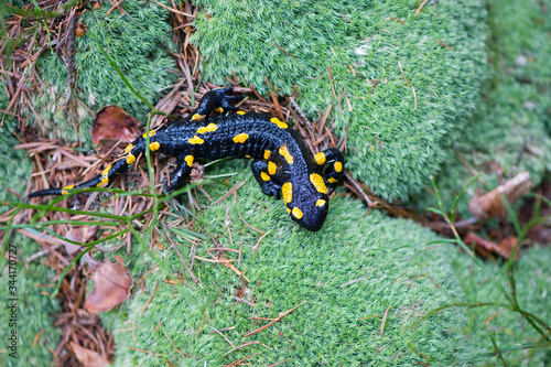 Fire salamander on mossy stone