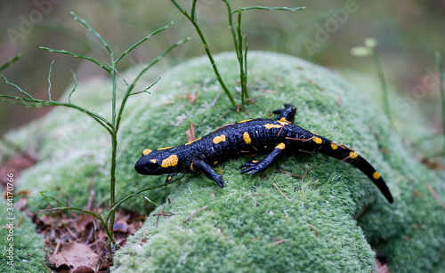 Fire salamander on mossy stone