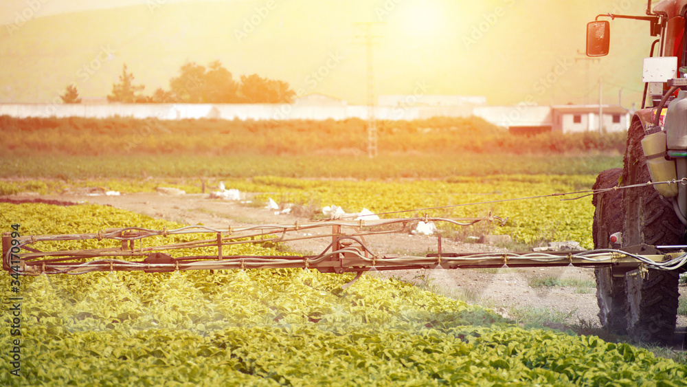 Fumigation of tractor in lettuce field. Spraying insecticide