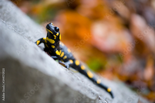 Fire salamander on stone in autumn forest