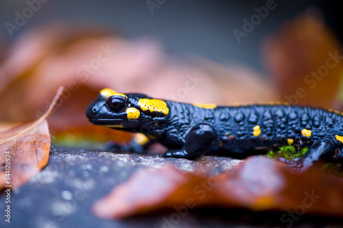 Fire salamander on stone in autumn forest