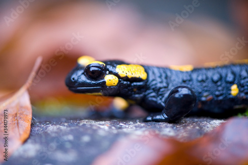 Fire salamander in autumn forest on stone