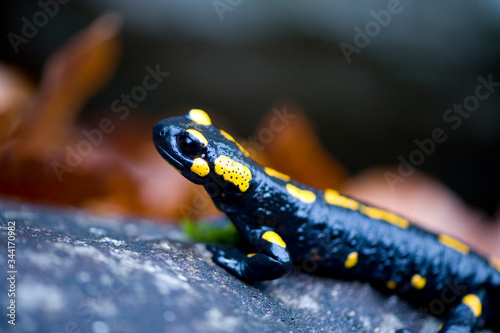 Fire salamander on mossy stone