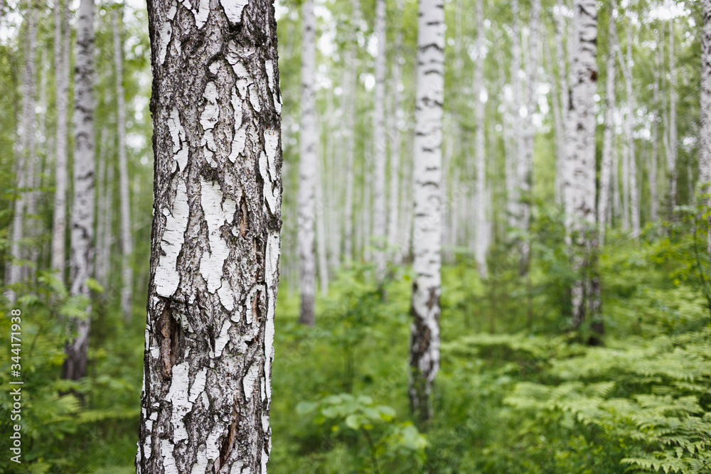 Birch trunk closeup in green forest with blurred background. Natural soft outdoor backdrop with selective focus. Ural wild woods nature landscape in Russia Birch trunk closeup in green forest with blurred background. Natural soft outdoor backdrop with selective focus. Ural wild woods nature landscape in Russia