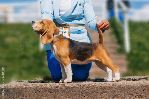 
beagle at the exhibition photo