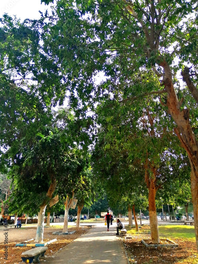 Fototapeta premium the park