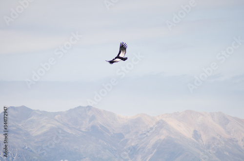 Condor sobrevolando las montañas en El Valle del Colca, Peru © Javi Sánchez
