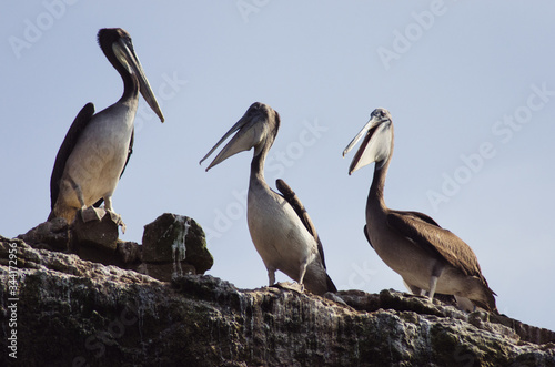 Tres pelicanos sobre cielo azul en las islas Ballestas  Peru