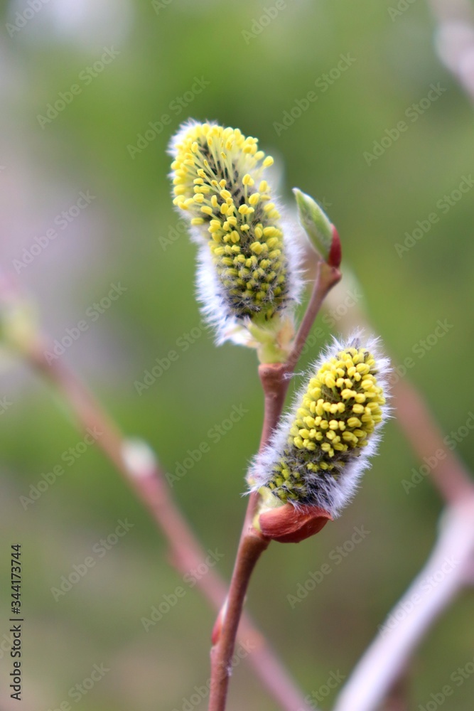 Obraz premium Willow buds dismissed