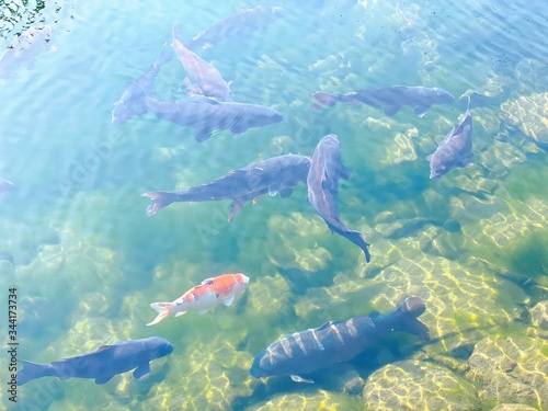愛媛西条　西条市総合文化会館横の水汲み場にいる鯉 © umaruchan4678