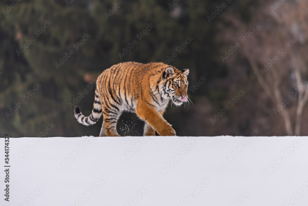 Fototapeta premium Siberian Tiger running in snow. Beautiful, dynamic and powerful photo of this majestic animal. Set in environment typical for this amazing animal. Birches and meadows