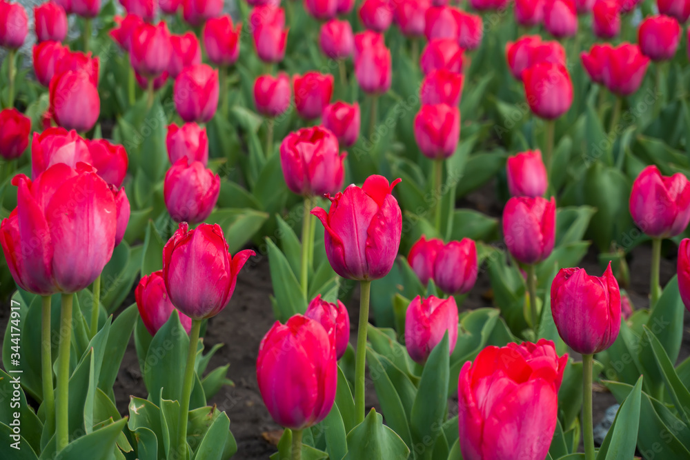 Spring tulips blossom flower Spring tulips blossom flower