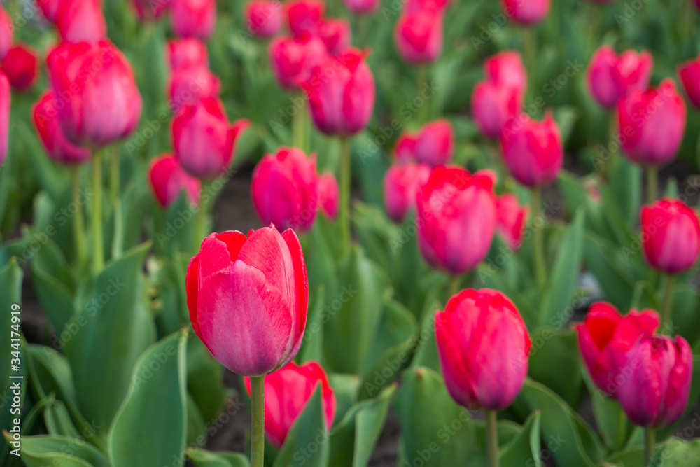 Spring tulips blossom flower
