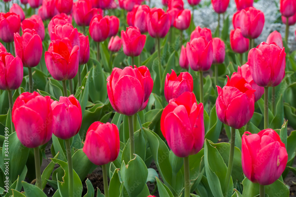 Spring tulips blossom flower