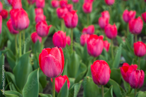 Spring tulips blossom flower