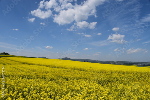 weitläufige gelb blühende Rapsfelder in der Eifel photo