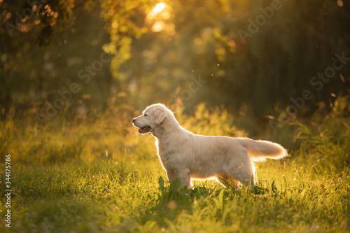 dog on the grass in the park. Golden retriever in nature. Pet for a walk
