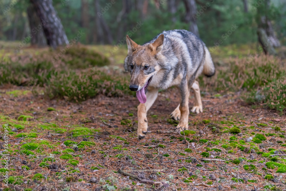 Lone wolf running in autumn forest Czech Republic Lone wolf running in autumn forest Czech Republic