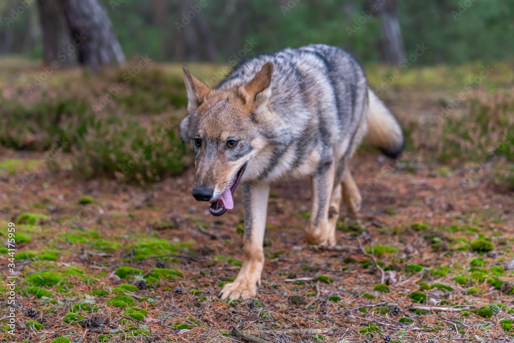 Lone wolf running in autumn forest Czech Republic Lone wolf running in autumn forest Czech Republic