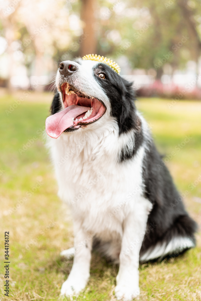 A border collie is grinning with a toy on its head